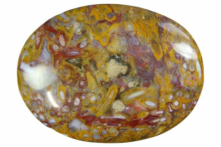 Colorful, Polished Petrified Palm Root - Indonesia #150276